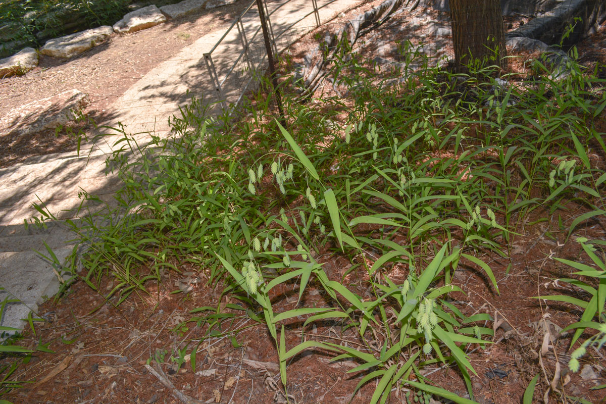 Image of Chasmanthium latifolium specimen.