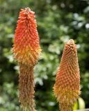 Kniphofia uvaria. Верхушки соцветий с цветками и бутонами. Израиль, г. Иерусалим, ботанический сад университета. 01.05.2019.