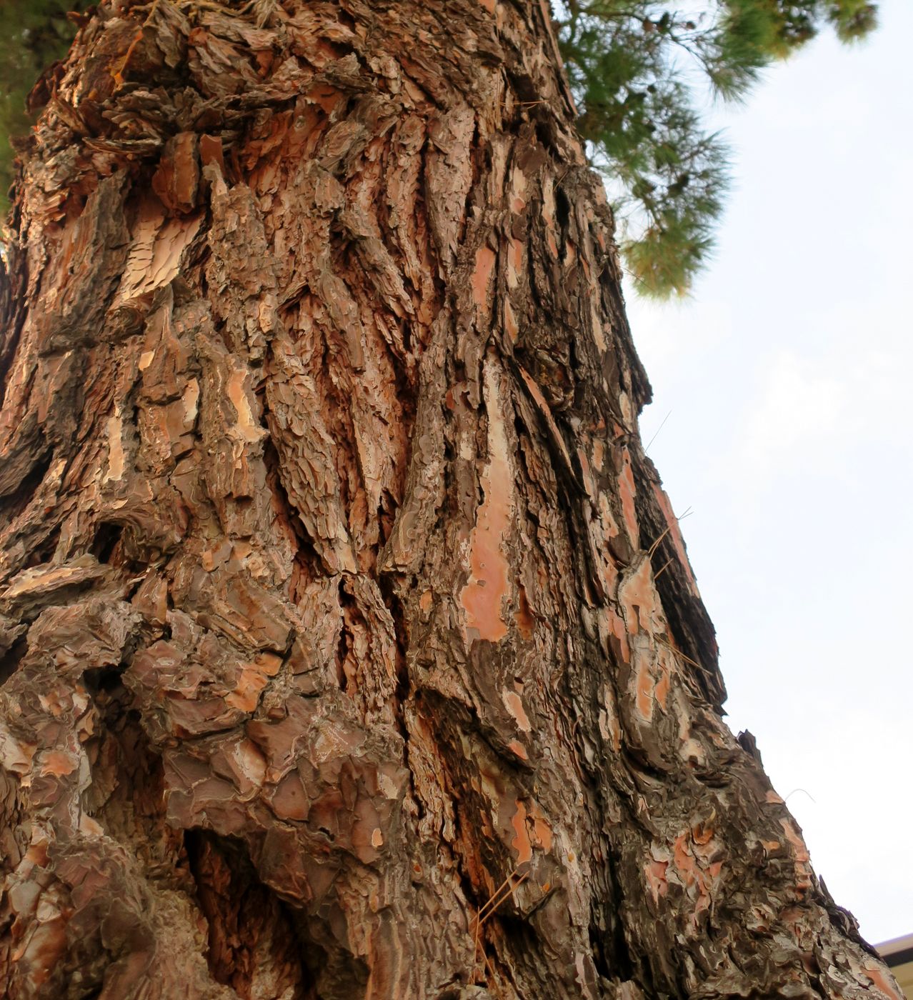 Image of Pinus strobus specimen.