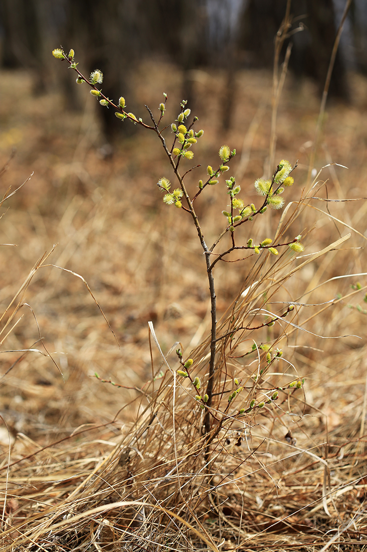 Image of Salix bebbiana specimen.