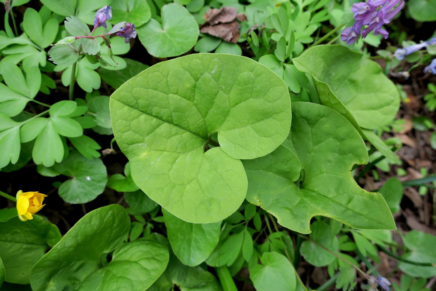 Image of Asarum sieboldii specimen.