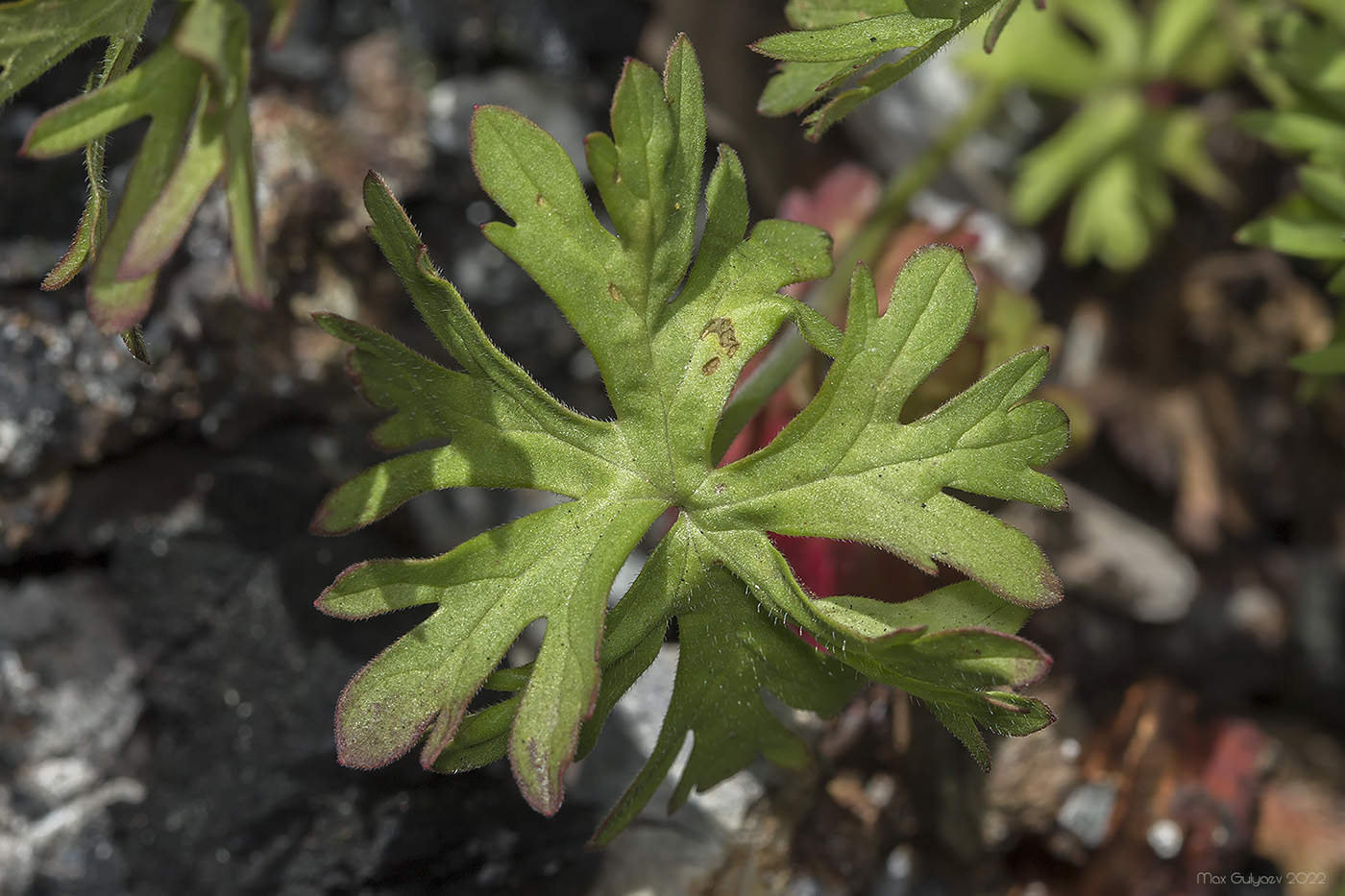 Изображение особи Geranium dissectum.