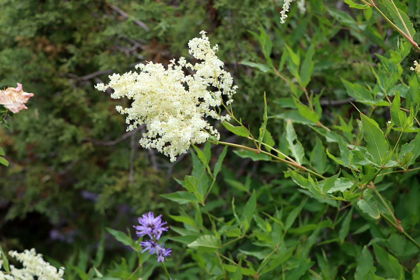 Изображение особи Aconogonon coriarium.