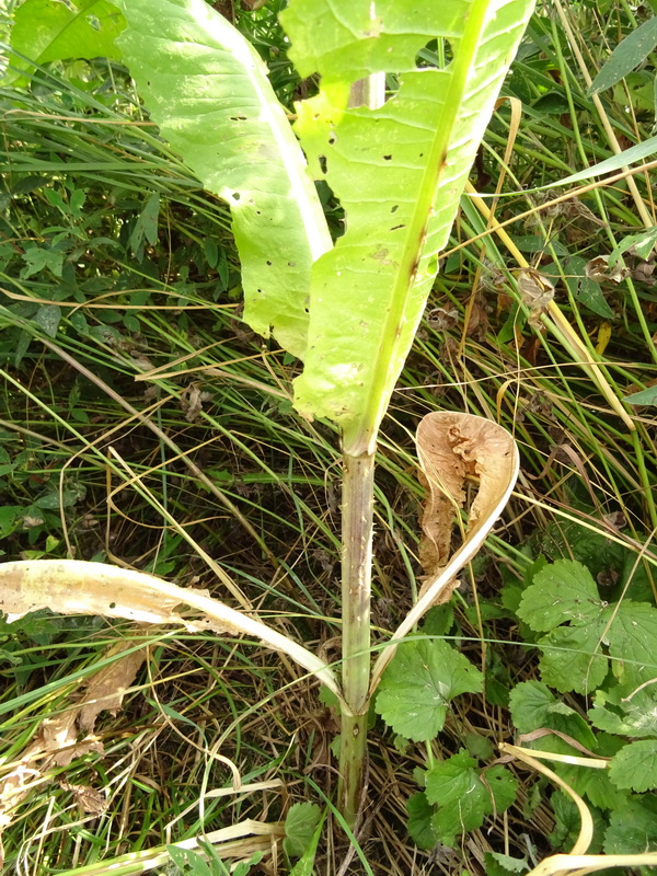 Image of Dipsacus fullonum specimen.