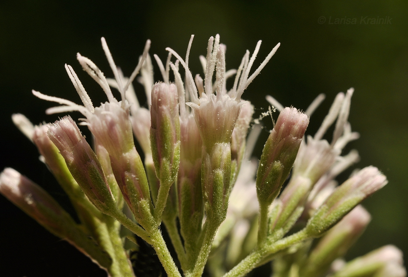 Изображение особи Eupatorium cannabinum.