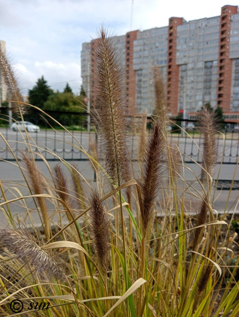 Image of Pennisetum setaceum specimen.