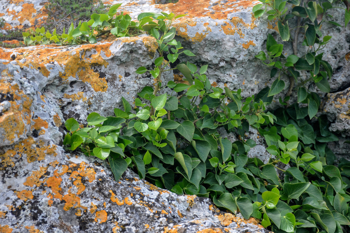 Image of Hedera helix specimen.