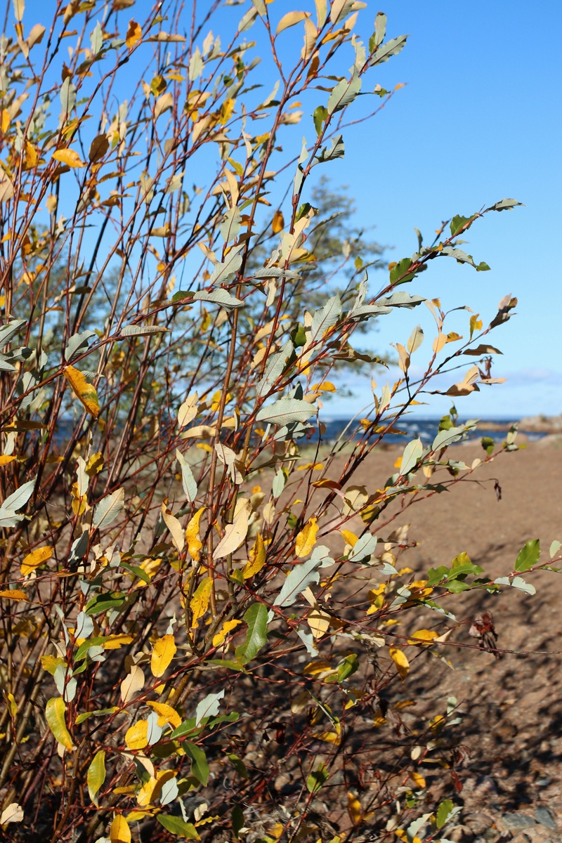 Изображение особи Salix phylicifolia.