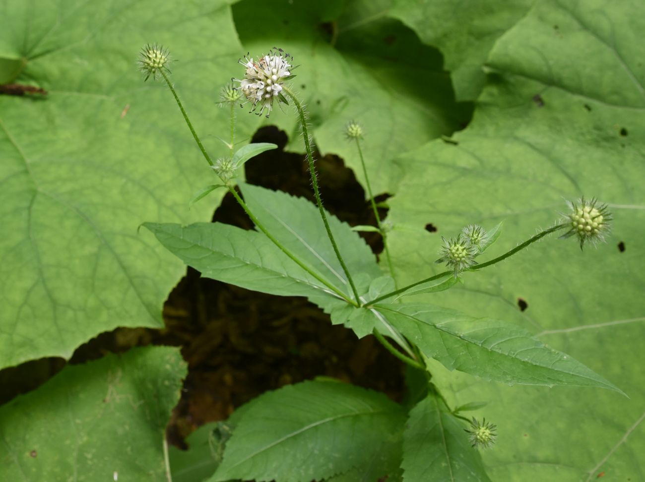 Image of Dipsacus pilosus specimen.