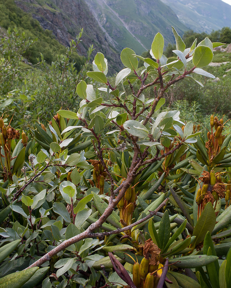 Изображение особи Salix kuznetzowii.