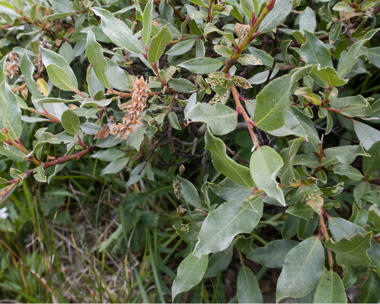 Image of Salix kuznetzowii specimen.