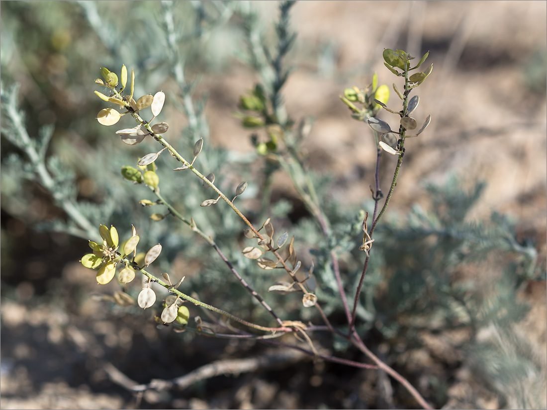 Изображение особи Meniocus linifolius.