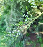 Juniperus virginiana