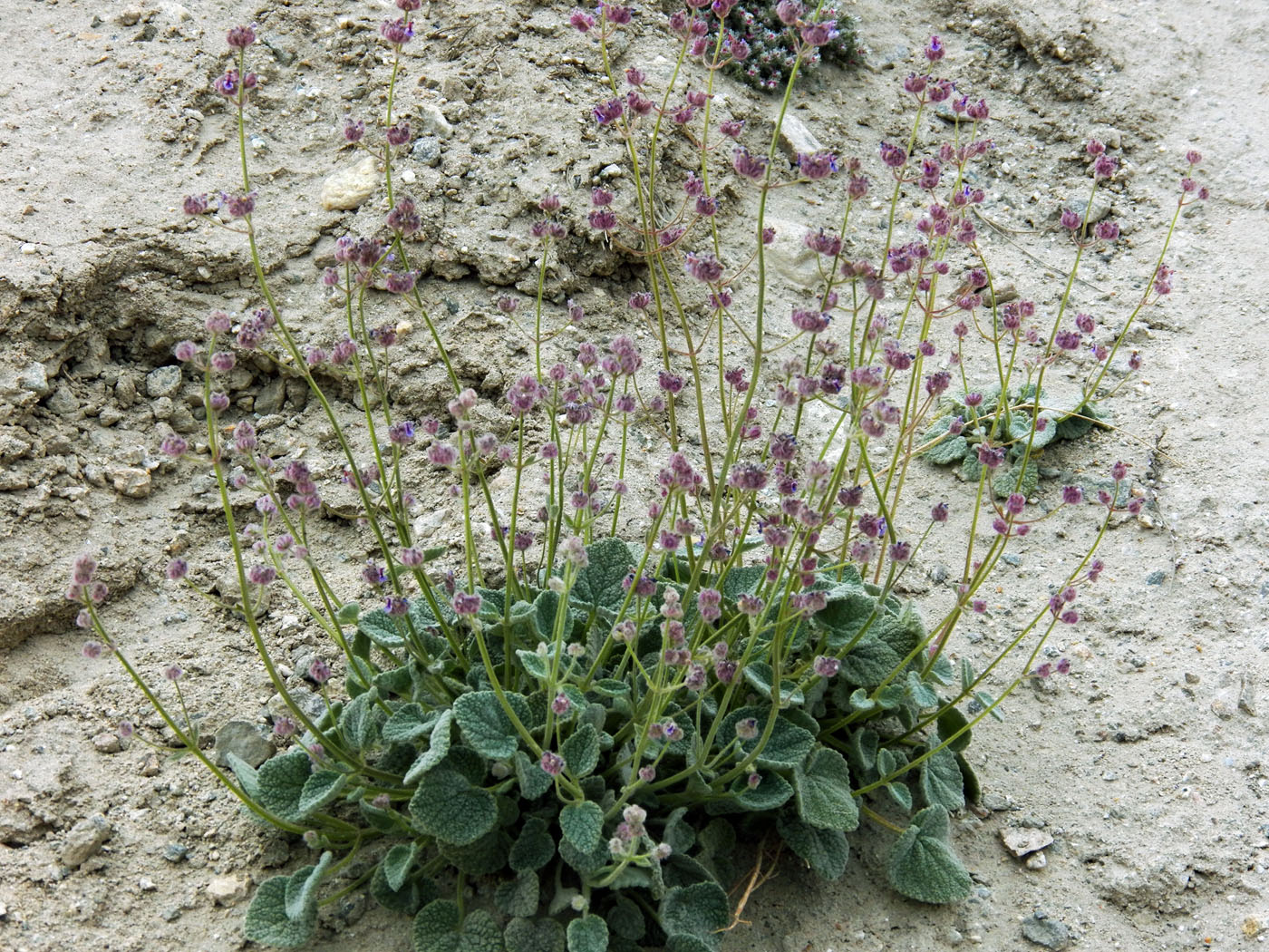 Изображение особи Nepeta floccosa.