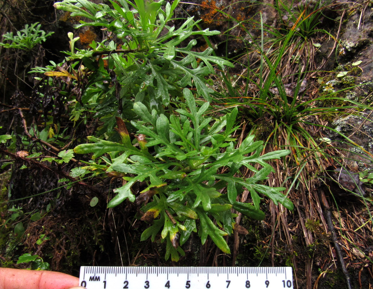 Image of Chrysanthemum sinuatum specimen.