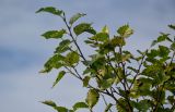 Betula ermanii