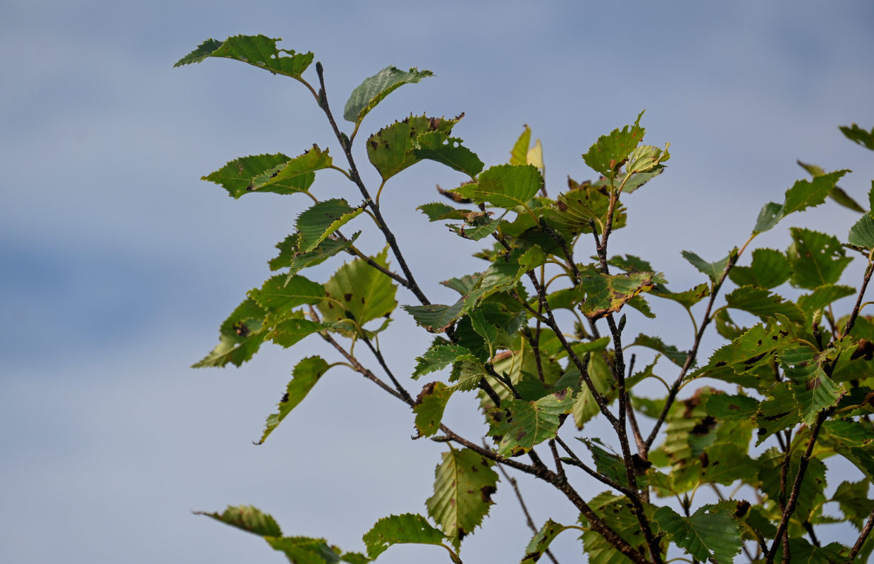 Image of Betula ermanii specimen.