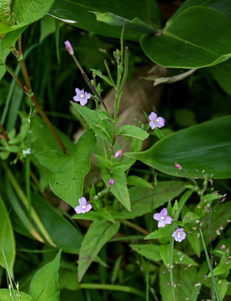 Изображение особи род Epilobium.