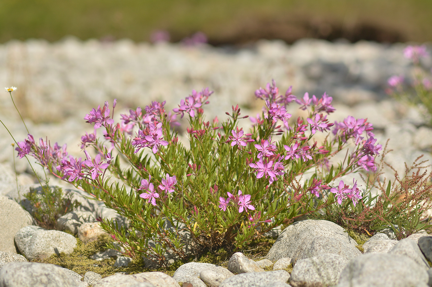 Изображение особи Chamaenerion colchicum.