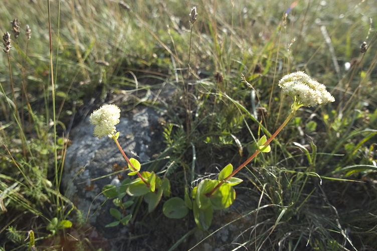 Изображение особи Hylotelephium caucasicum.