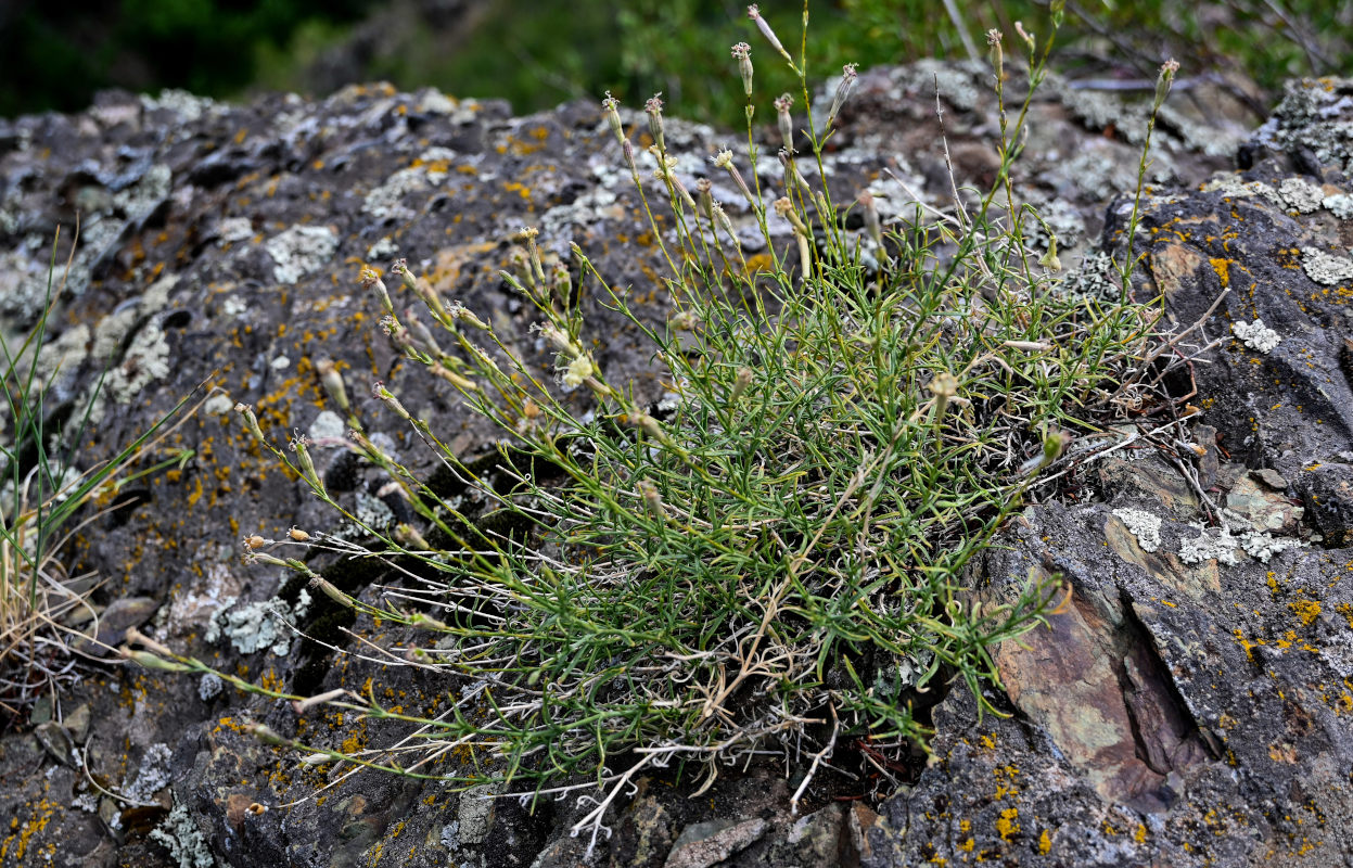 Image of Silene altaica specimen.