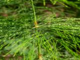 Equisetum sylvaticum