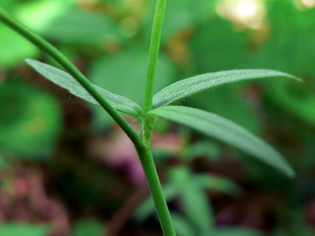 Изображение особи Ranunculus propinquus.