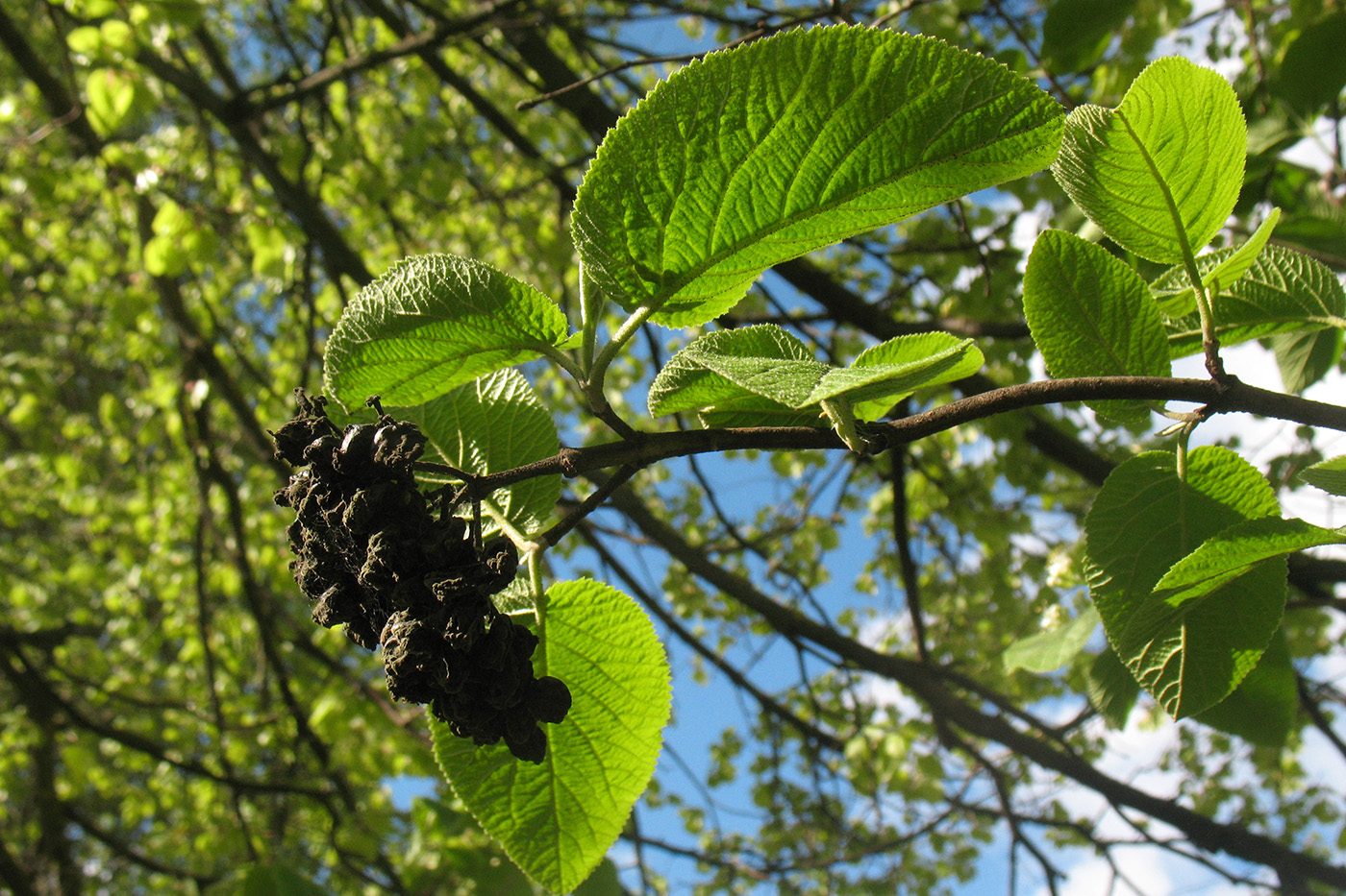 Image of Viburnum lantana specimen.