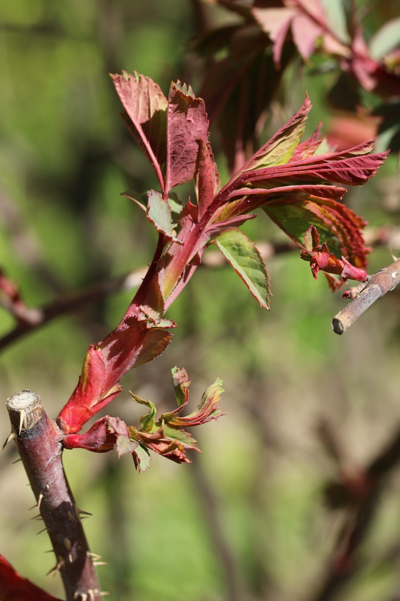 Изображение особи Rosa glauca.