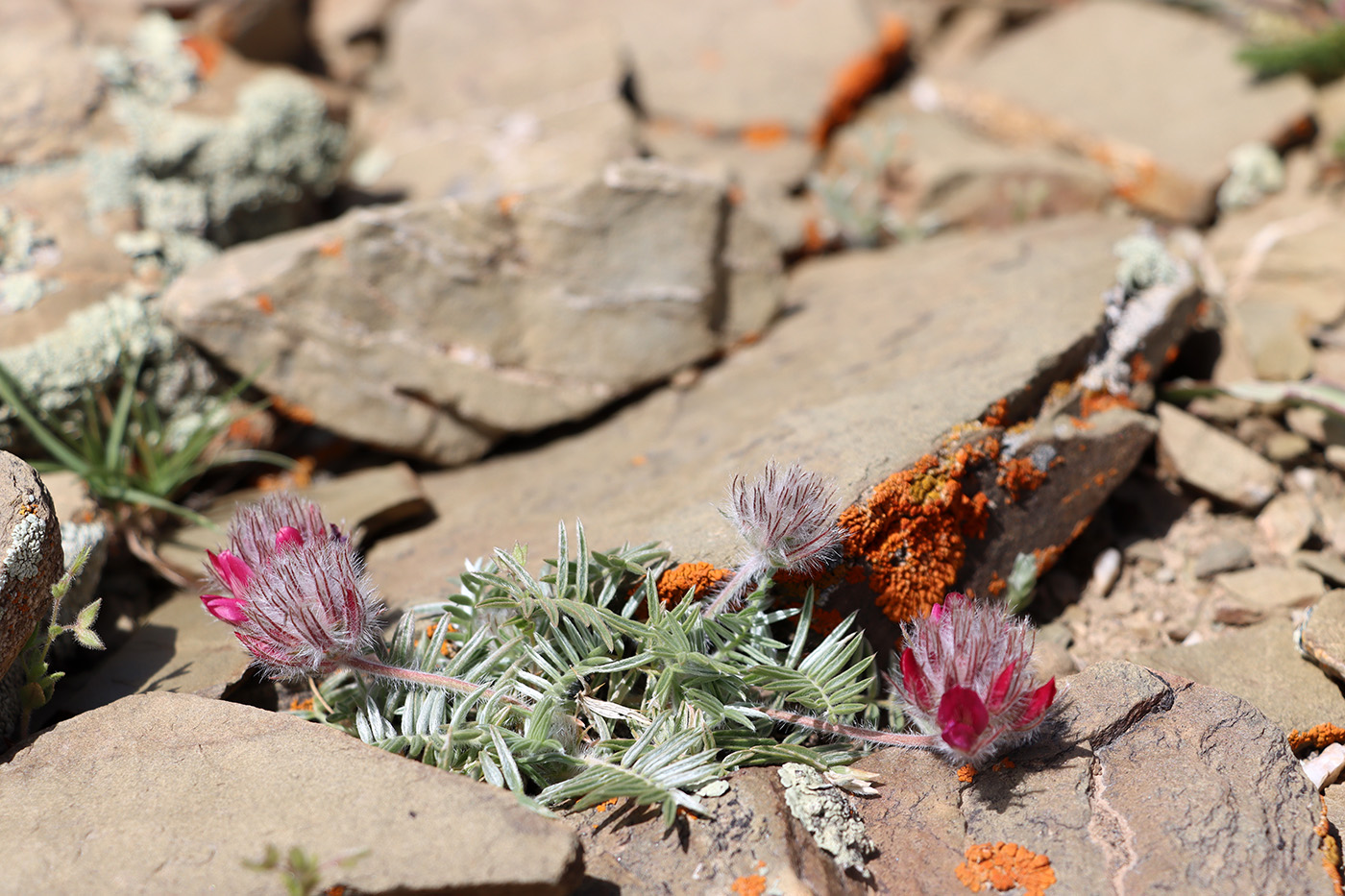 Image of Oxytropis trichocalycina specimen.