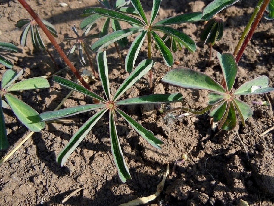 Image of Oxalis lasiandra specimen.