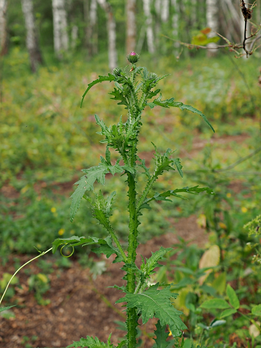 Image of Carduus crispus specimen.