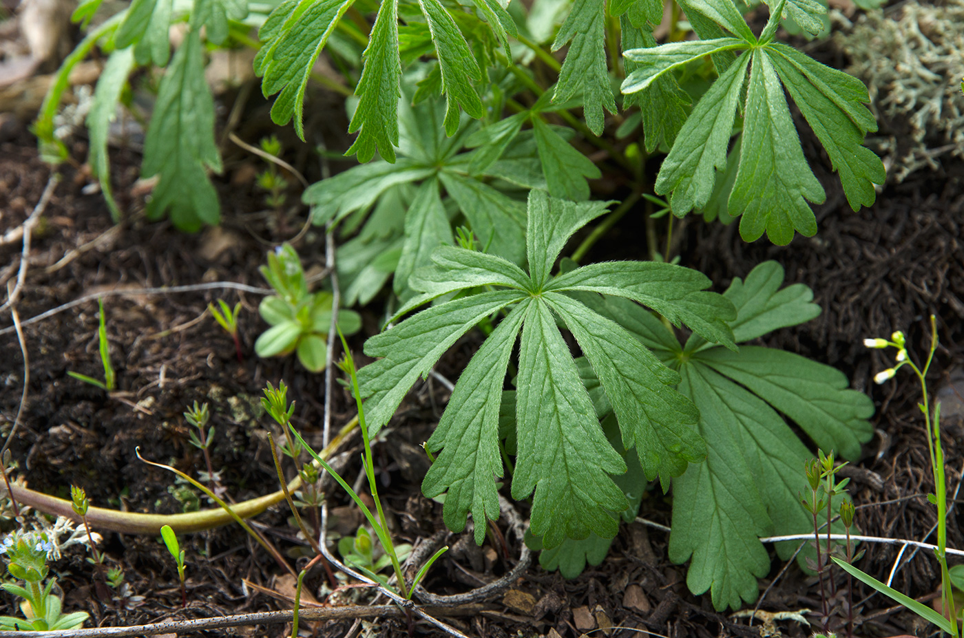 Изображение особи Potentilla recta.