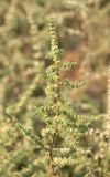 Salsola tragus