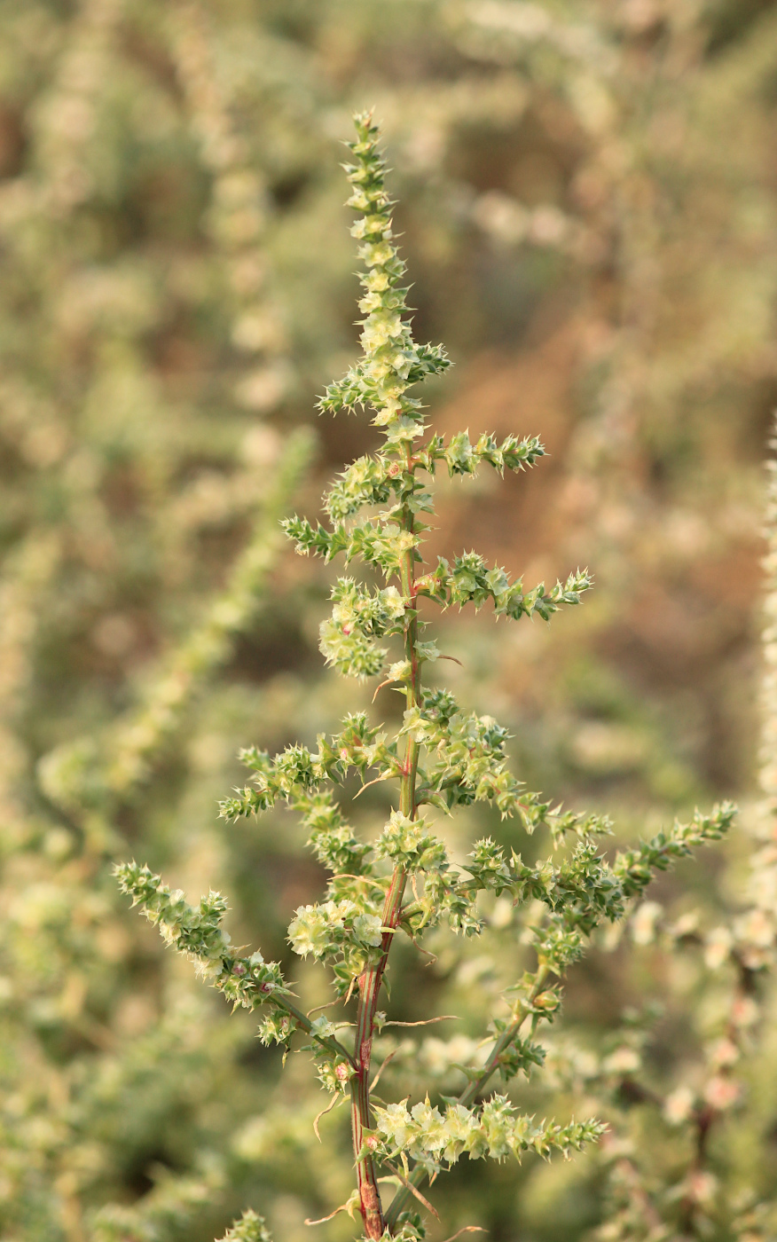 Изображение особи Salsola tragus.