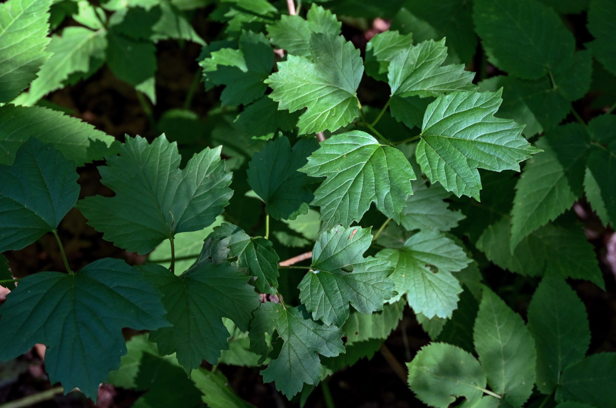 Изображение особи Viburnum opulus.