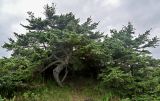 Picea ajanensis. Взрослые деревья. Сахалин, Холмский гор. округ, мыс Слепиковского, окраина песчаного пляжа. 26.08.2023.