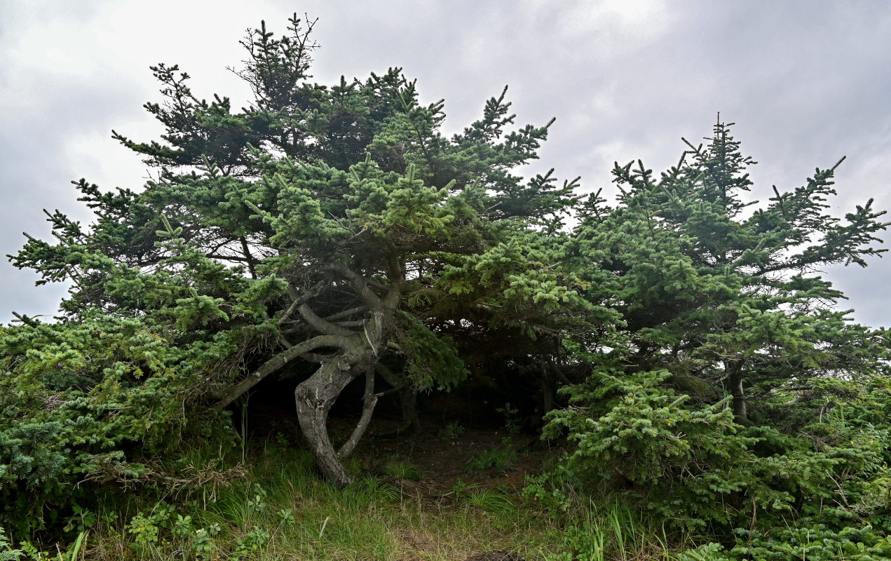 Изображение особи Picea ajanensis.