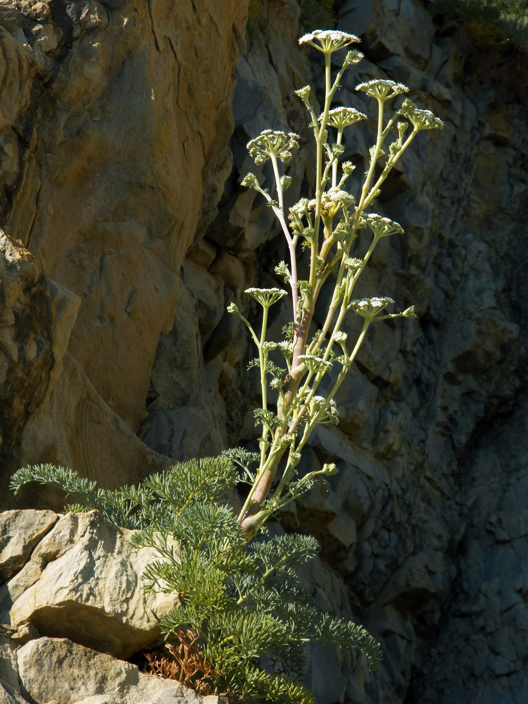 Image of Seseli dichotomum specimen.