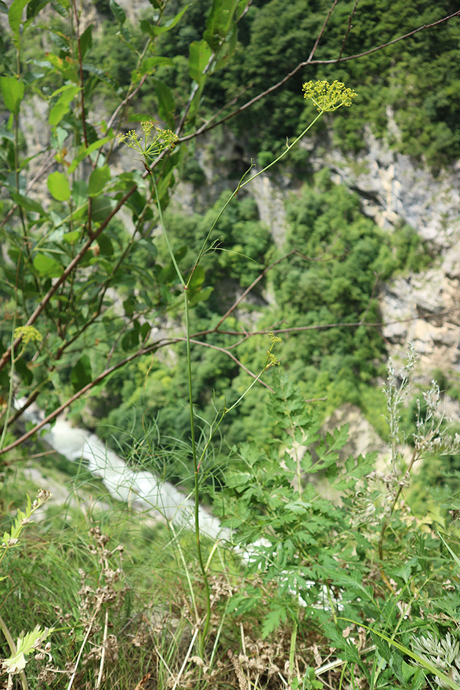 Image of Peucedanum longifolium specimen.