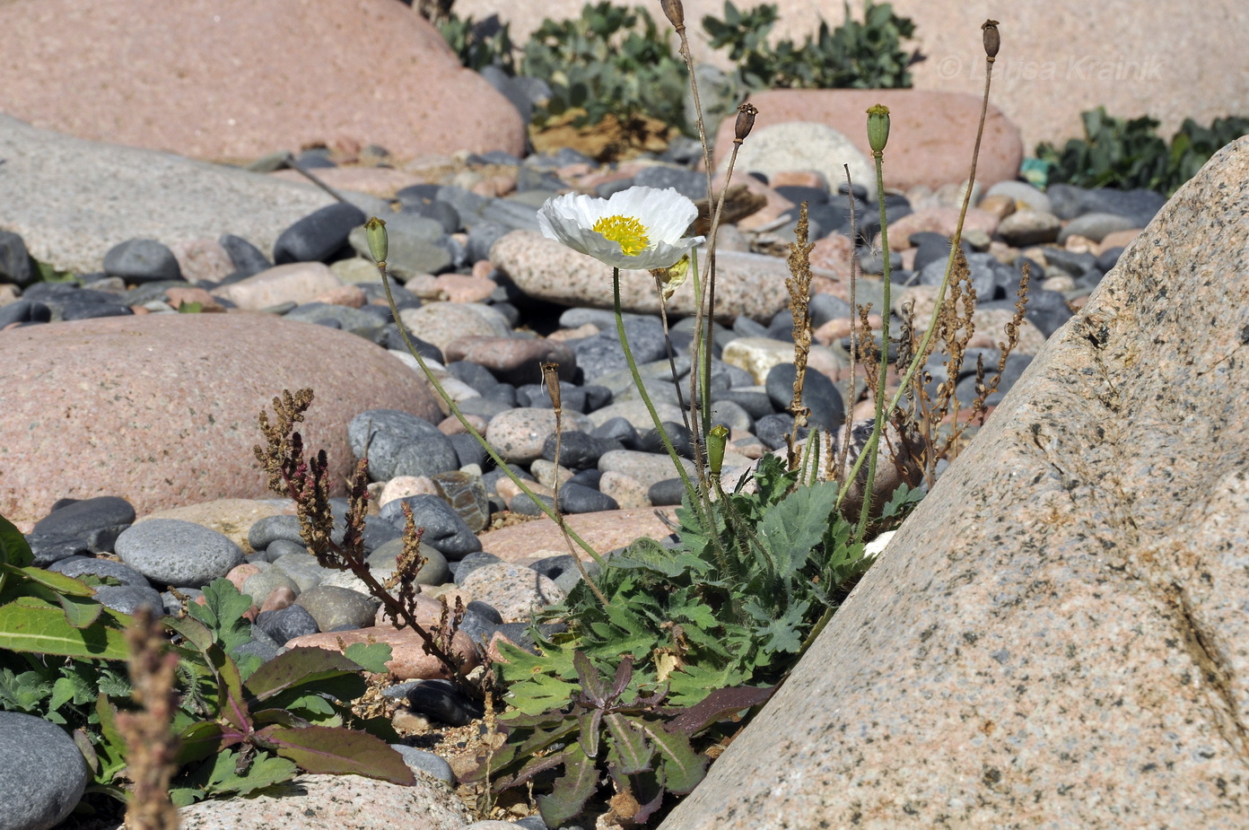 Image of Papaver sokolovskajae specimen.