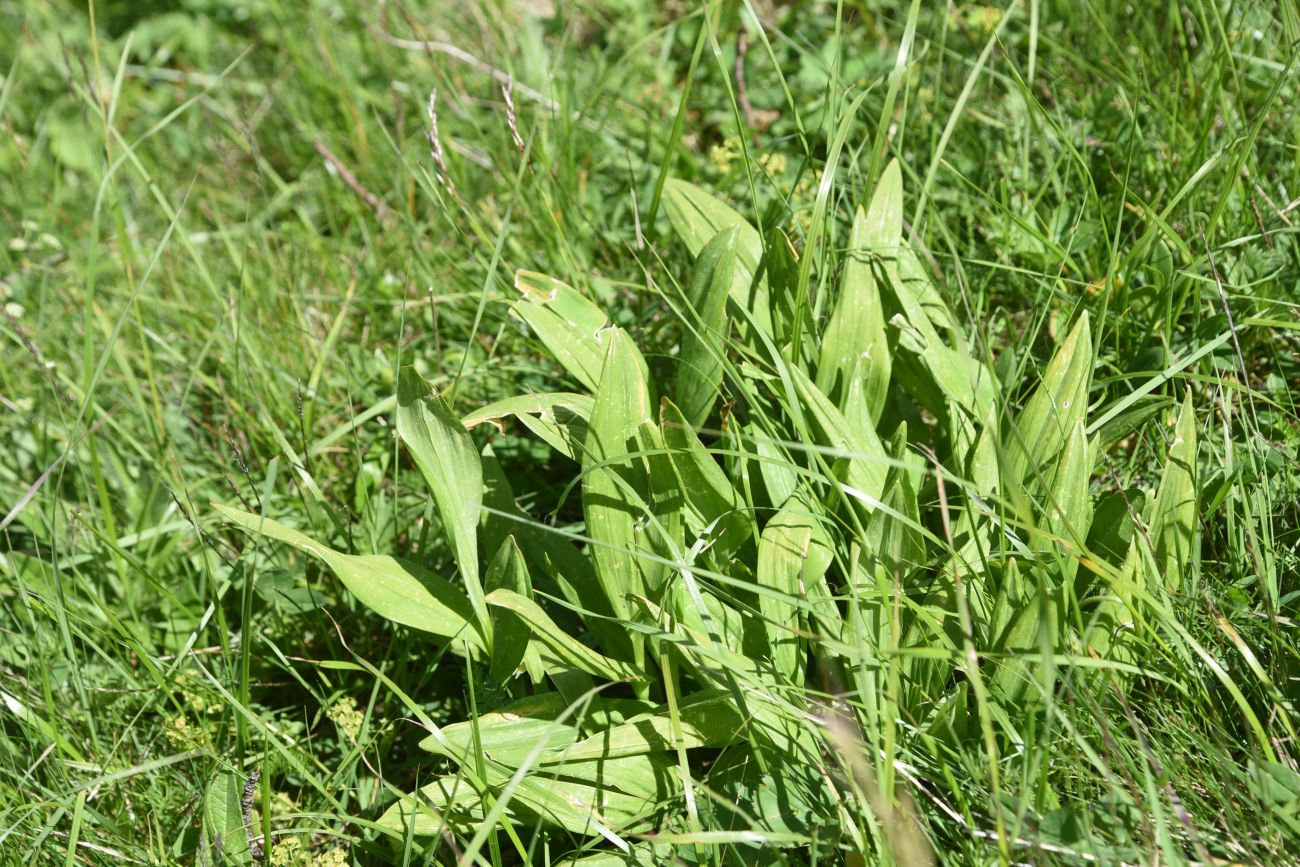 Image of genus Allium specimen.