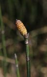 Equisetum hyemale