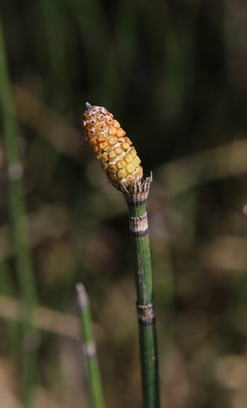 Image of Equisetum hyemale specimen.