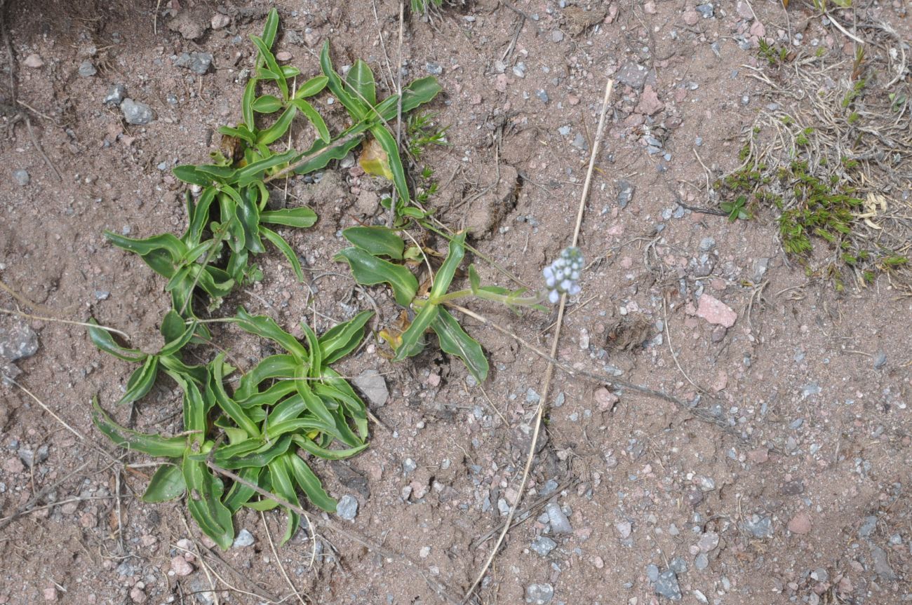 Image of Veronica gentianoides specimen.