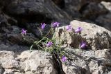 Campanula lehmanniana