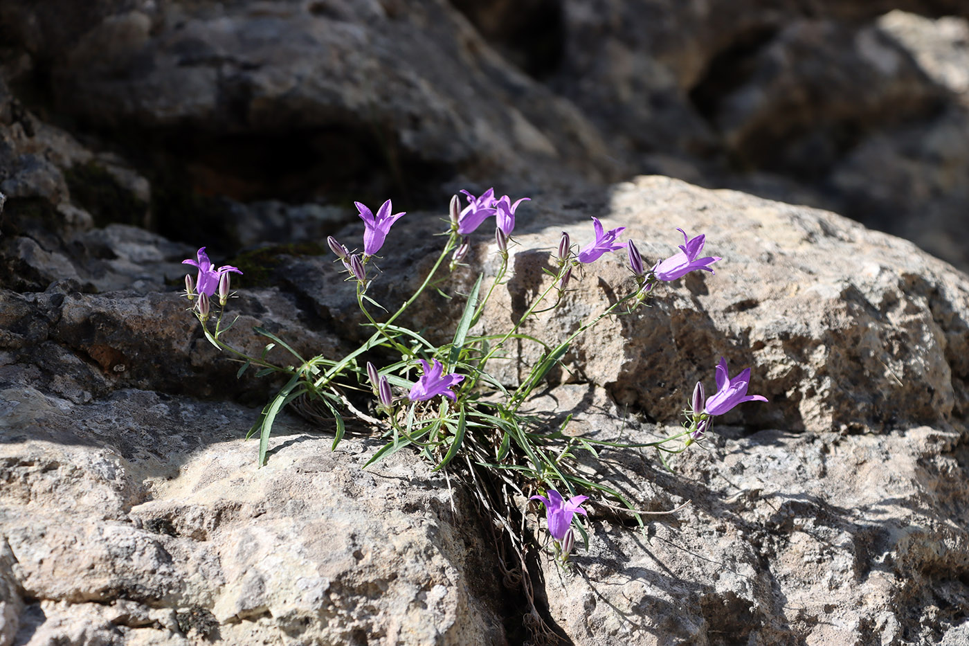 Image of Campanula lehmanniana specimen.