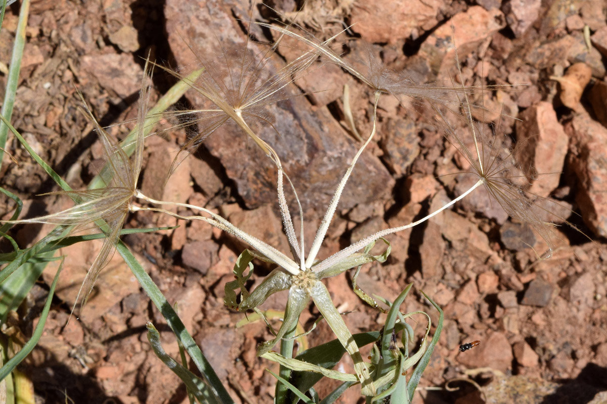 Изображение особи Tragopogon turkestanicus.