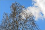 Betula pendula. Верхушки покоящихся взрослых растений. Москва, Жулебинский лес. 25.03.2006.