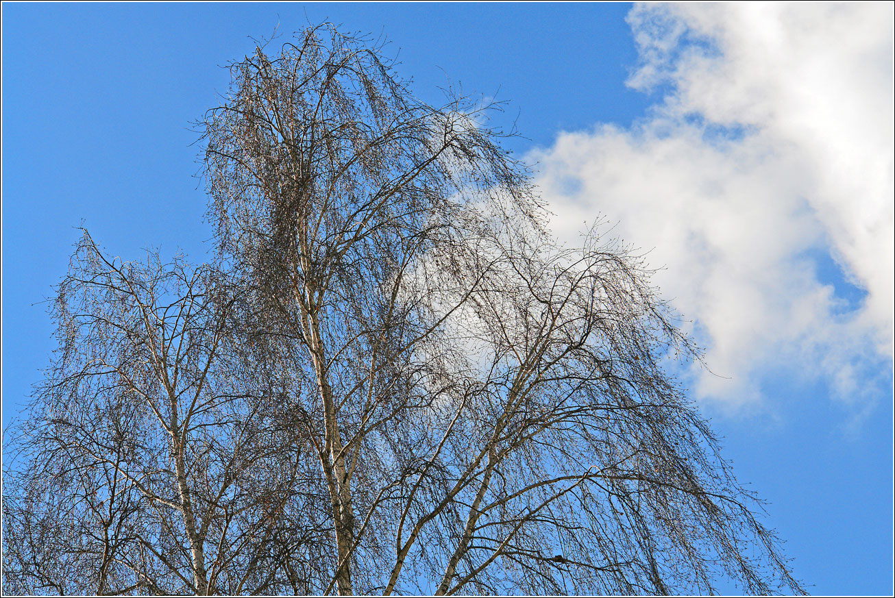 Изображение особи Betula pendula.